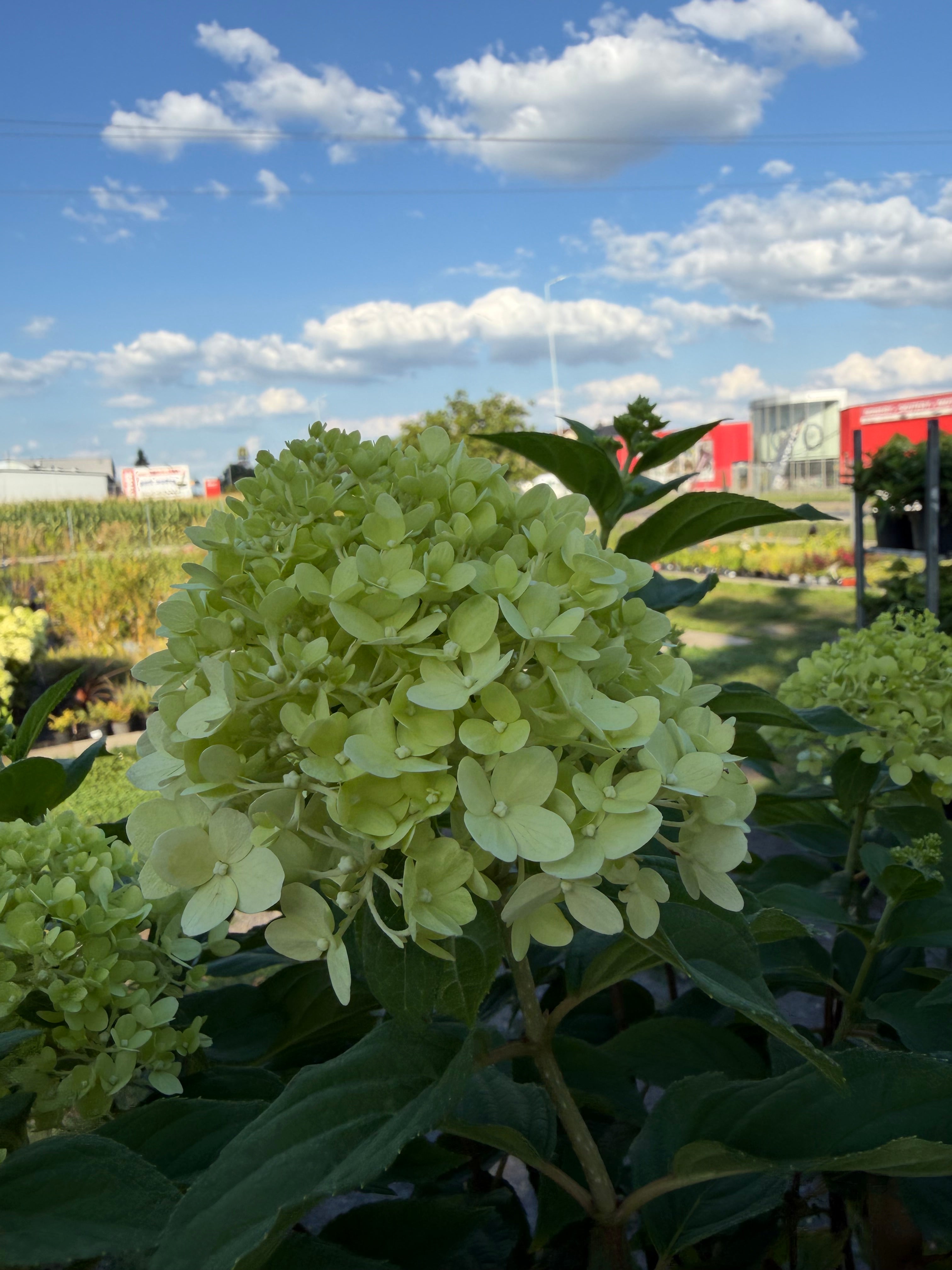 Hortensja bukietowa Limelight® na pniu 165 cm | Hydrangea paniculata