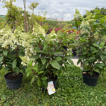Hortensja bukietowa 'Candlelight' (Hydrangea paniculata)