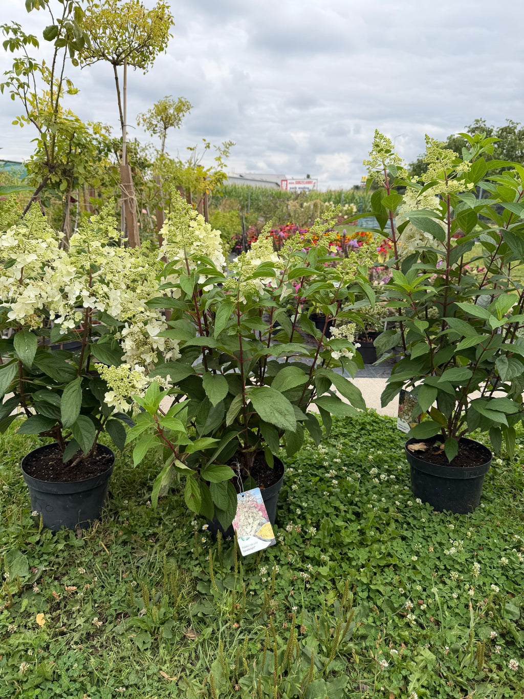 Hortensja bukietowa 'Candlelight' (Hydrangea paniculata)