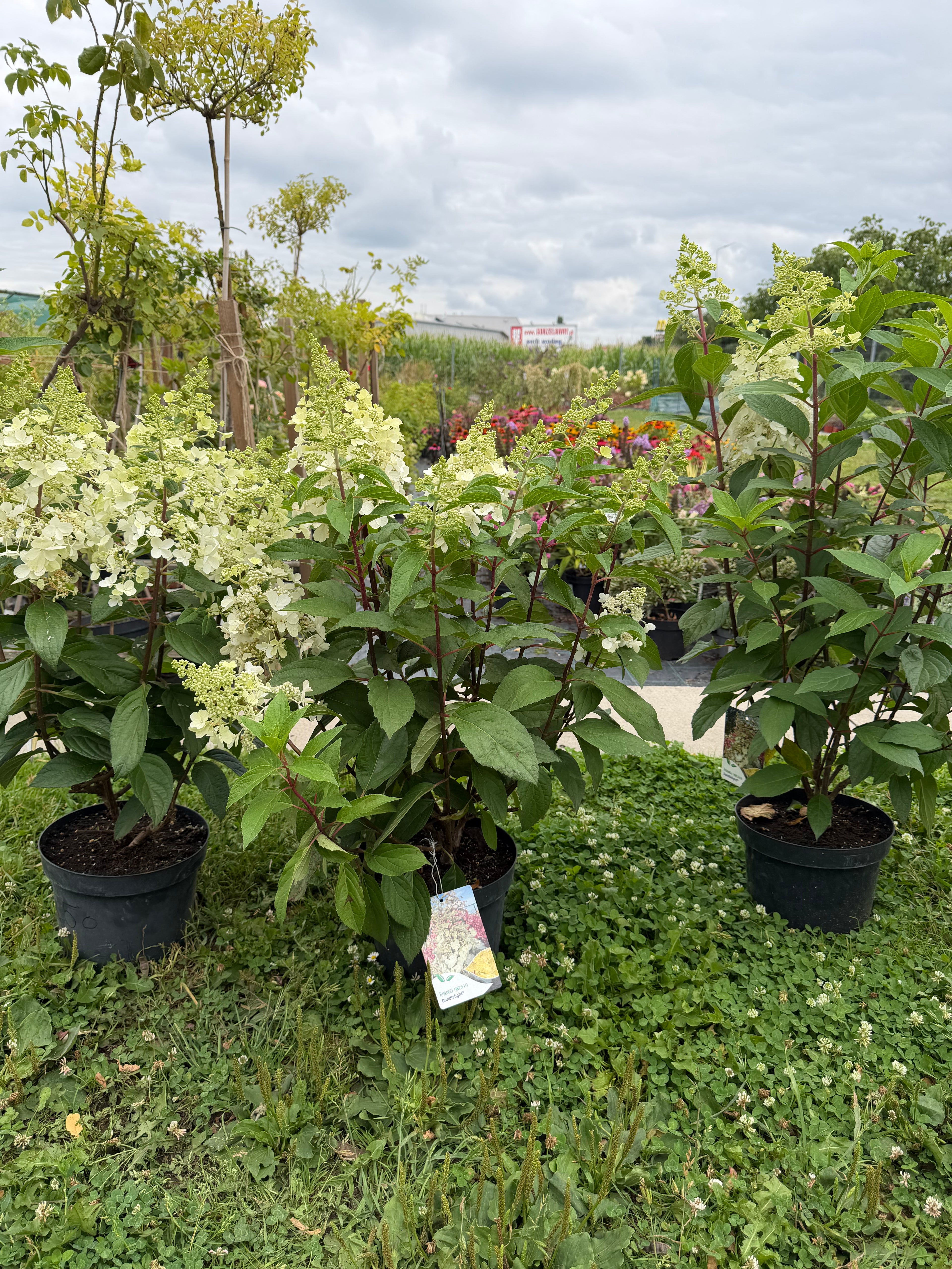 Hortensja bukietowa 'Candlelight' (Hydrangea paniculata)