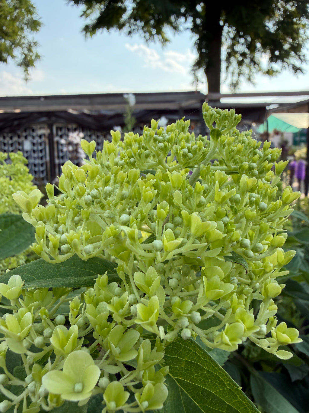 Hortensja bukietowa Skyfall® na pniu 165 cm | Hydrangea paniculata
