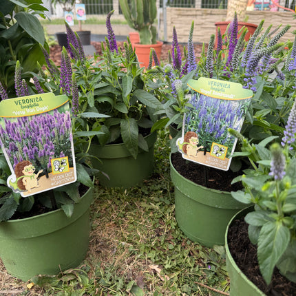 Przetacznik długolistny ‘Royal Rembrandt’ | Veronica longifolia