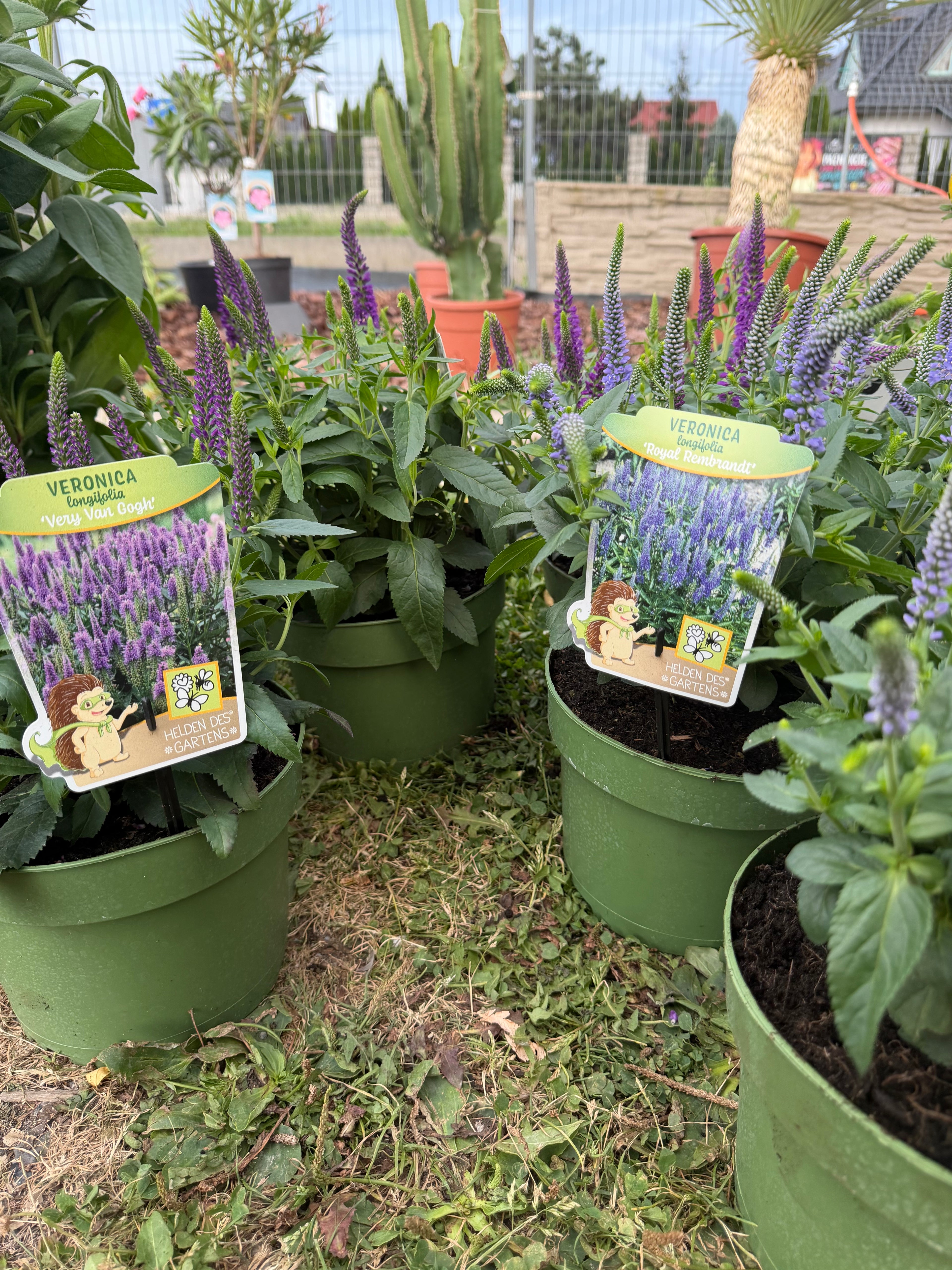 Przetacznik długolistny ‘Royal Rembrandt’ | Veronica longifolia