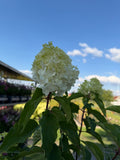 Hortensja bukietowa Vanille Fraise® na pniu 165 cm | Hydrangea paniculata