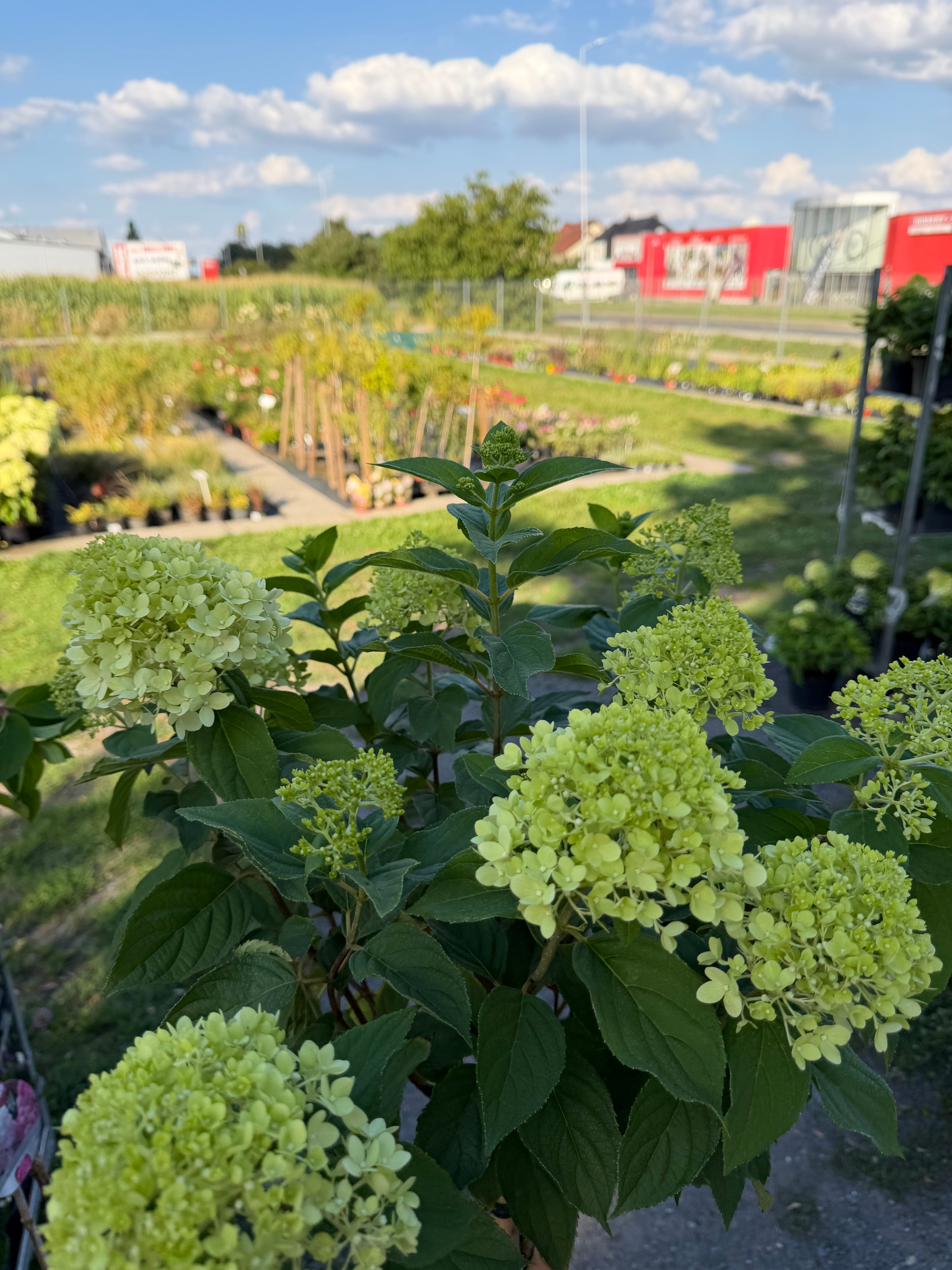 Hortensja bukietowa Limelight® na pniu 165 cm | Hydrangea paniculata