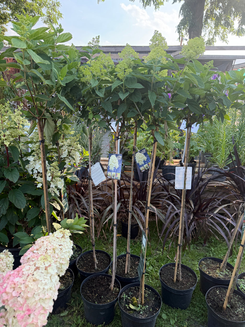 Hortensja bukietowa Skyfall® na pniu 165 cm | Hydrangea paniculata