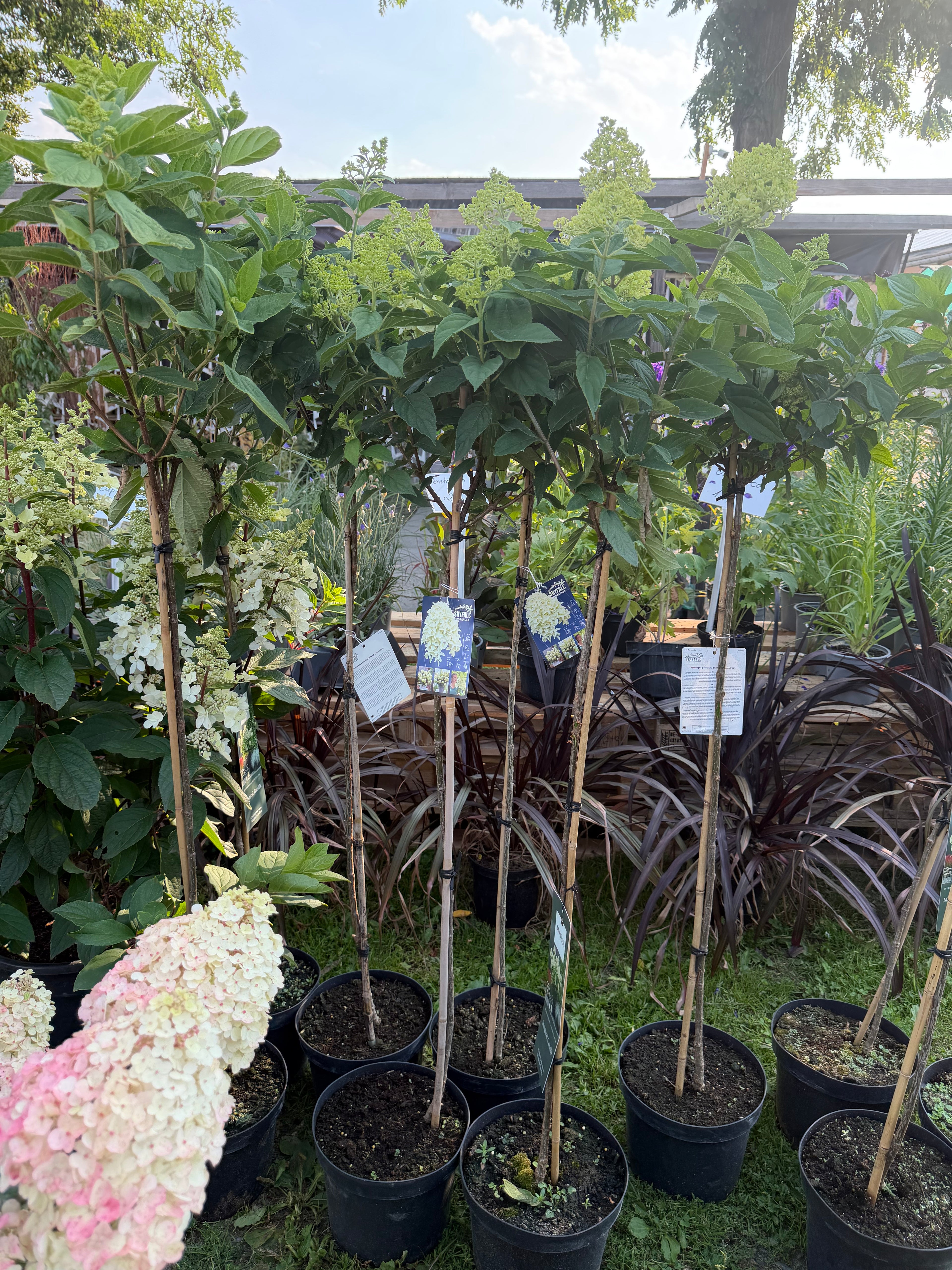 Hortensja bukietowa Skyfall® na pniu 165 cm | Hydrangea paniculata