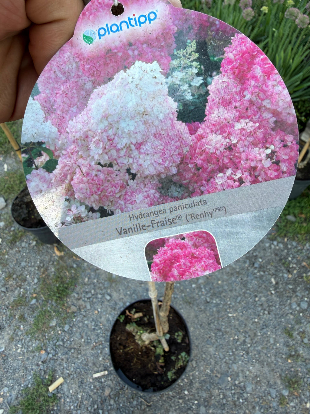Hortensja bukietowa Vanille Fraise® na pniu 165 cm | Hydrangea paniculata