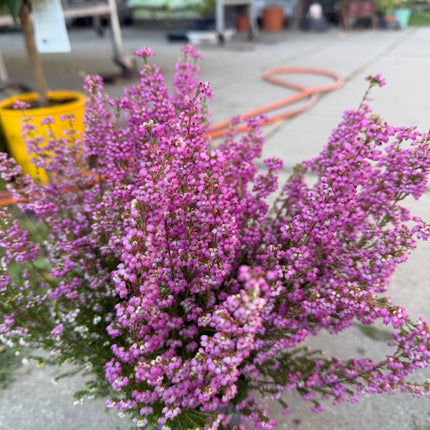 Wrzosiec  Erica gracilis kolorowa jesienna dekoracja