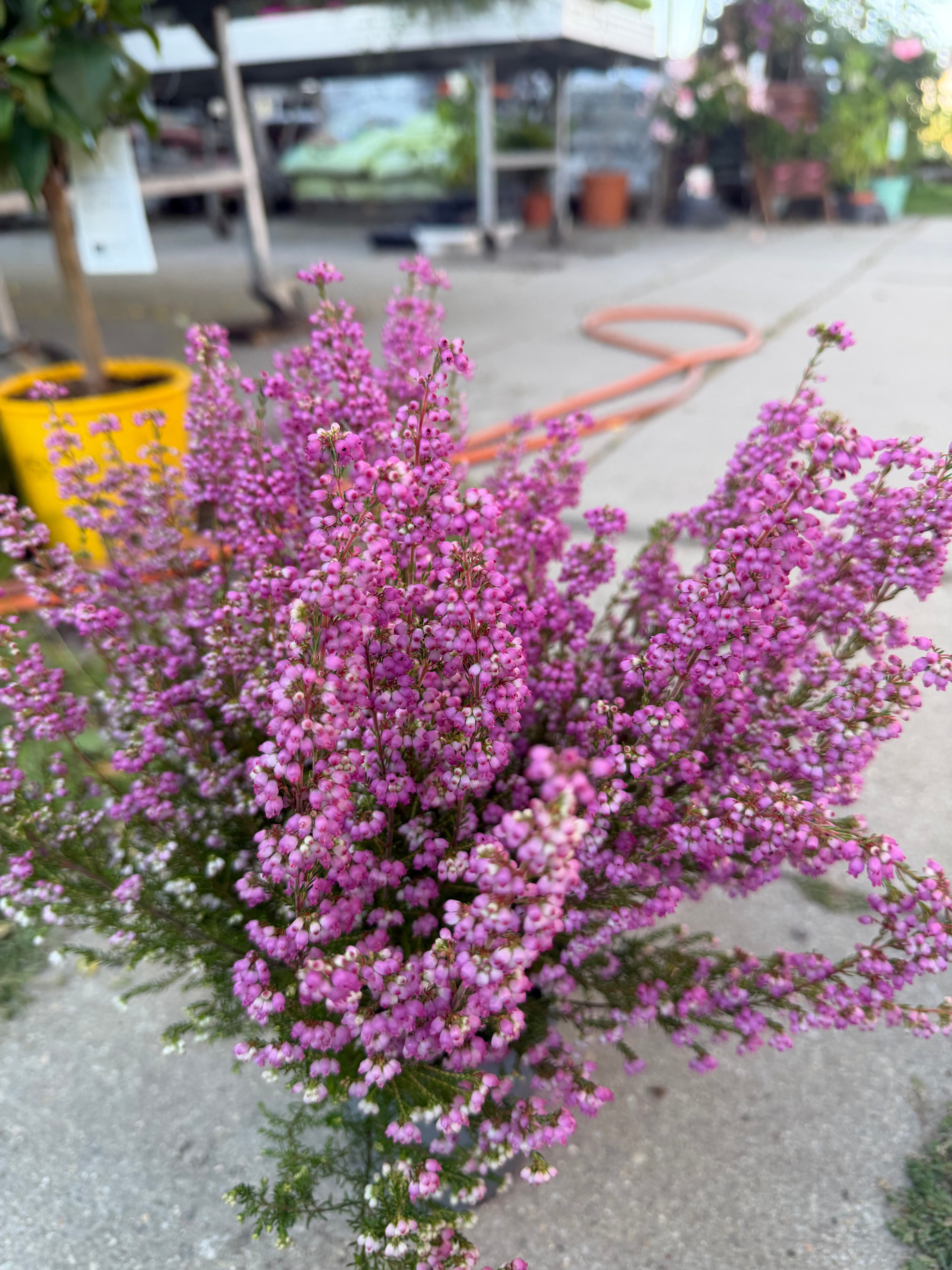 Wrzosiec  Erica gracilis kolorowa jesienna dekoracja