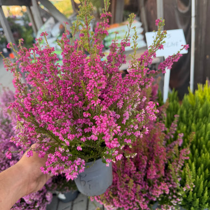 Wrzosiec Erica gracilis kolorowa jesienna dekoracja