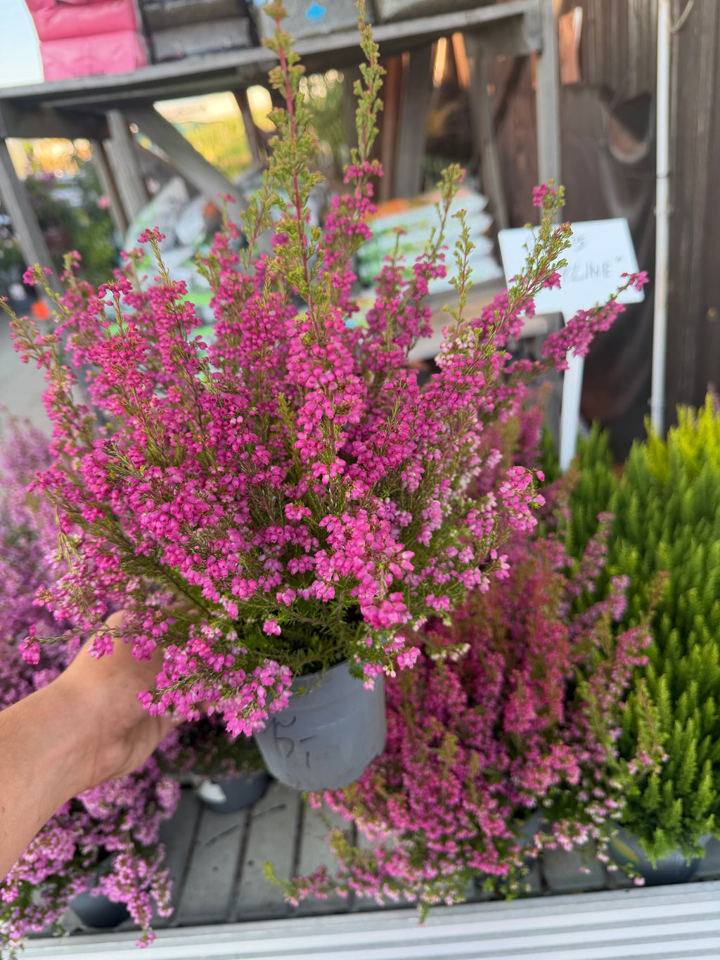 Wrzosiec Erica gracilis kolorowa jesienna dekoracja