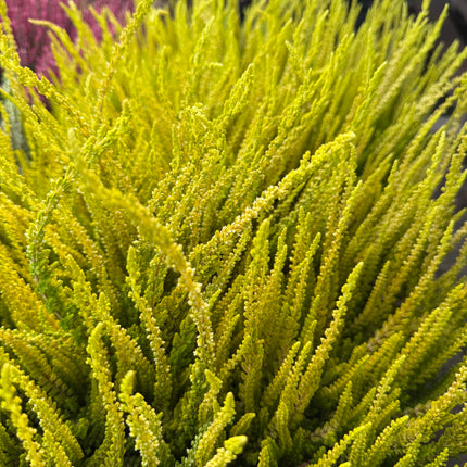 Wrzos złoty (Calluna vulgaris)