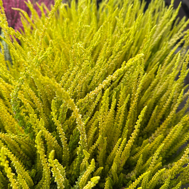 Wrzos złoty (Calluna vulgaris)