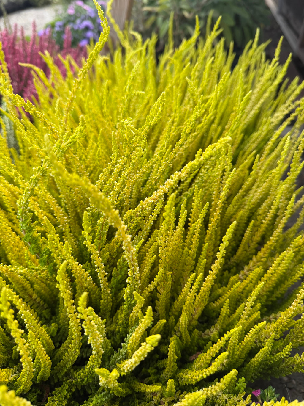 Wrzos złoty (Calluna vulgaris)