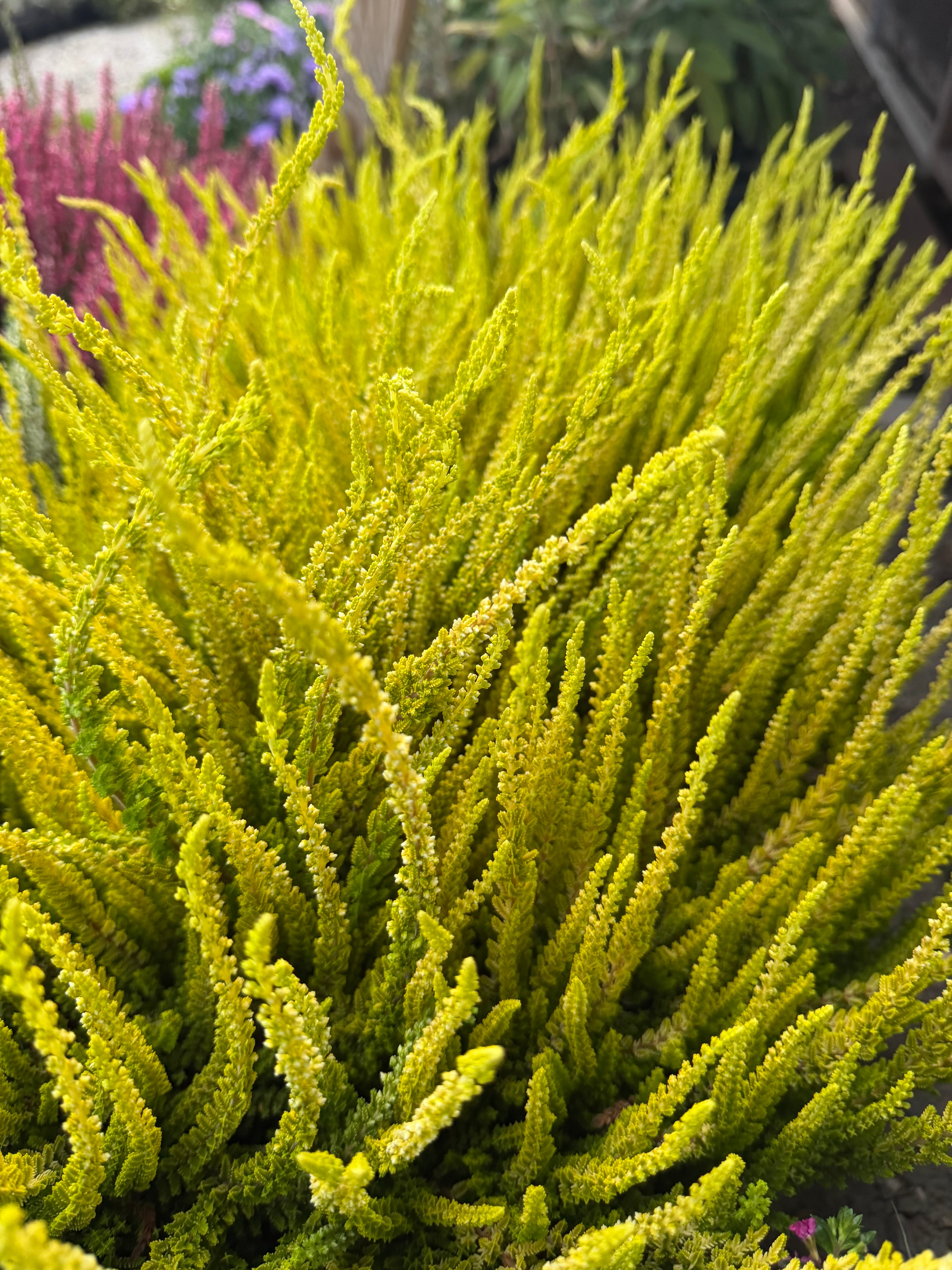 Wrzos złoty (Calluna vulgaris)
