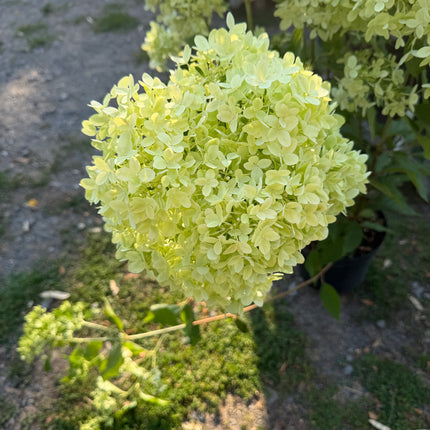 Hortensja bukietowa Minty Spirit® (Hydrangea paniculata)