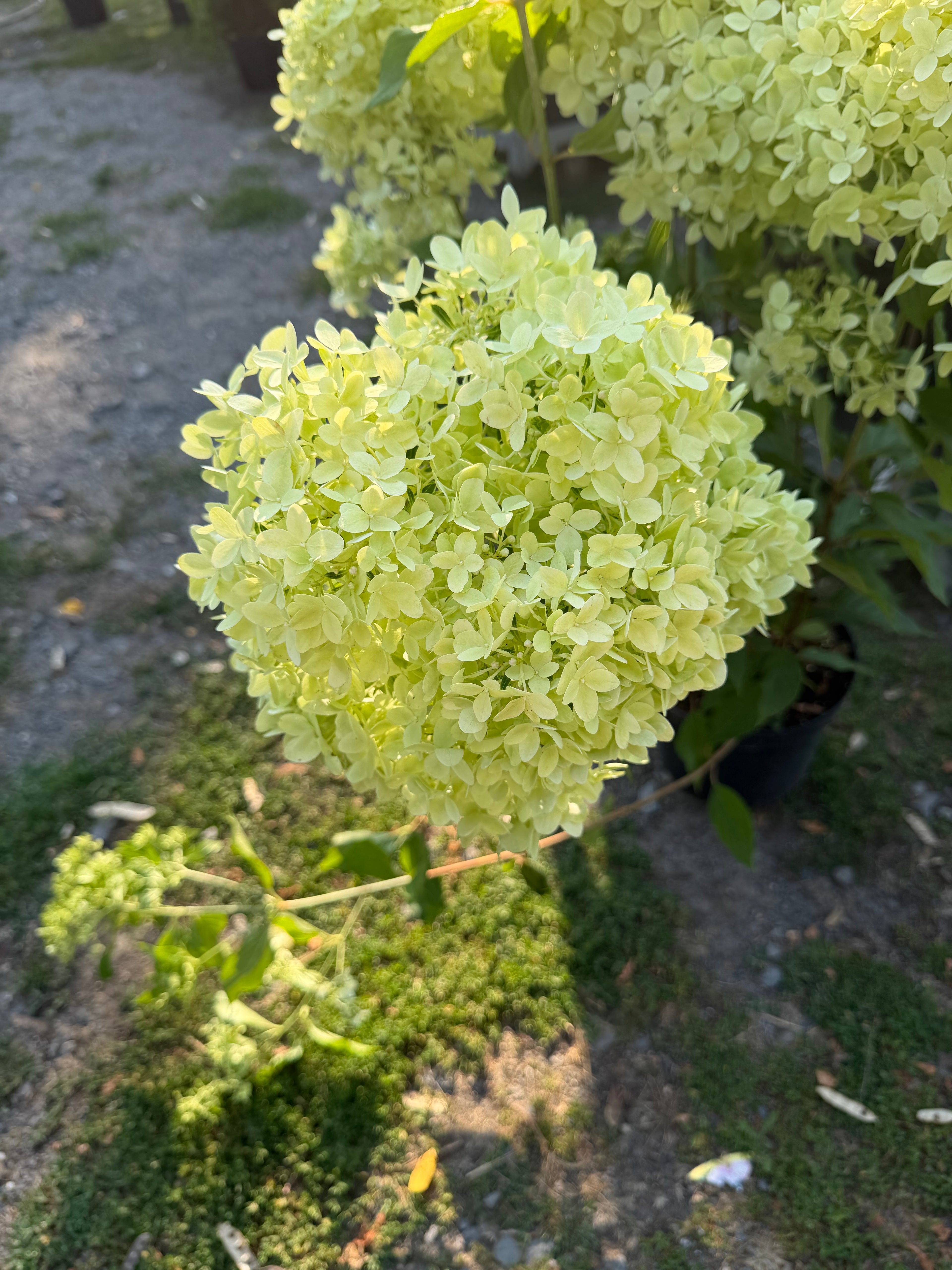 Hortensja bukietowa Minty Spirit® (Hydrangea paniculata)