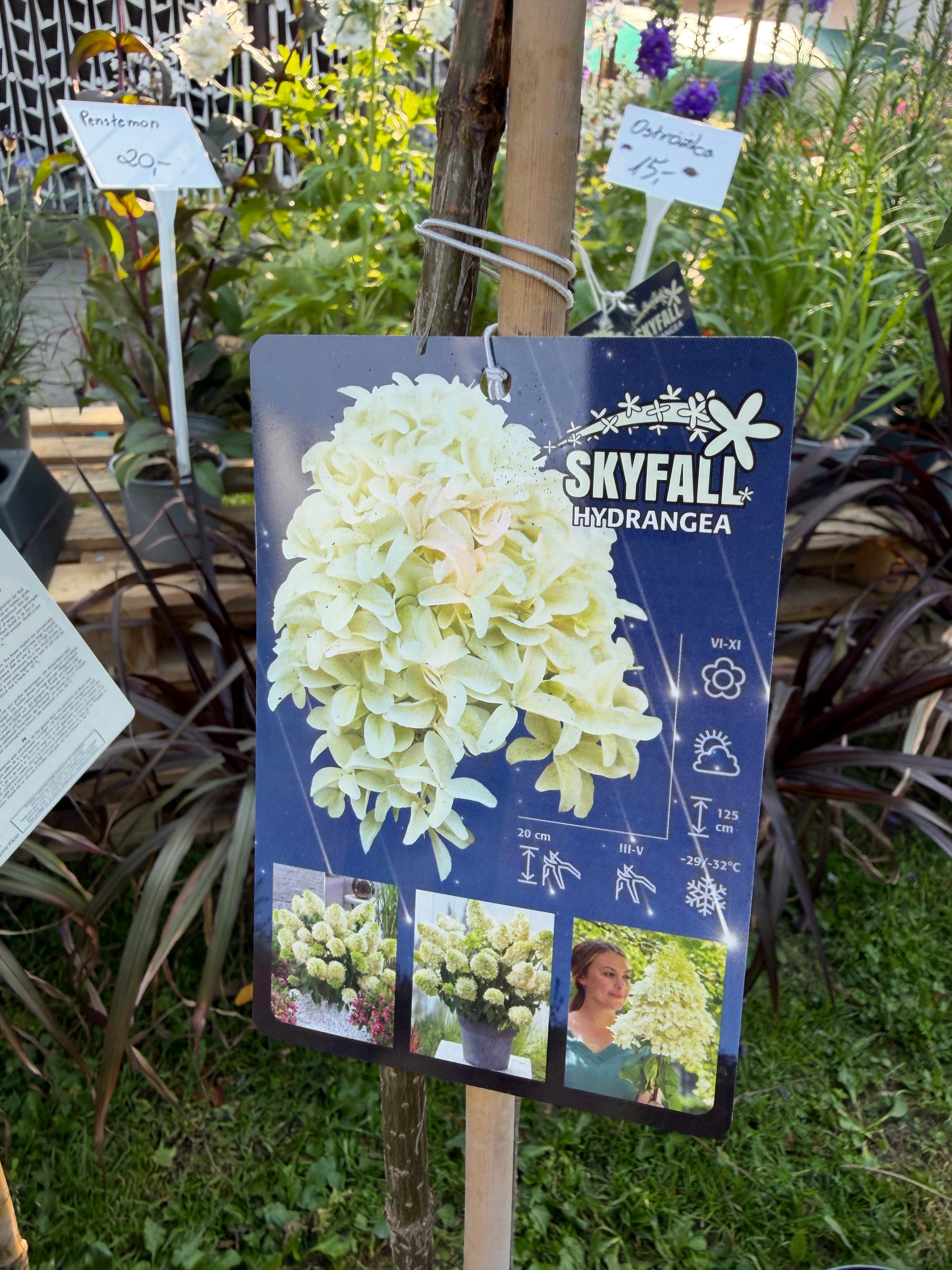Hortensja bukietowa Skyfall® na pniu 165 cm | Hydrangea paniculata
