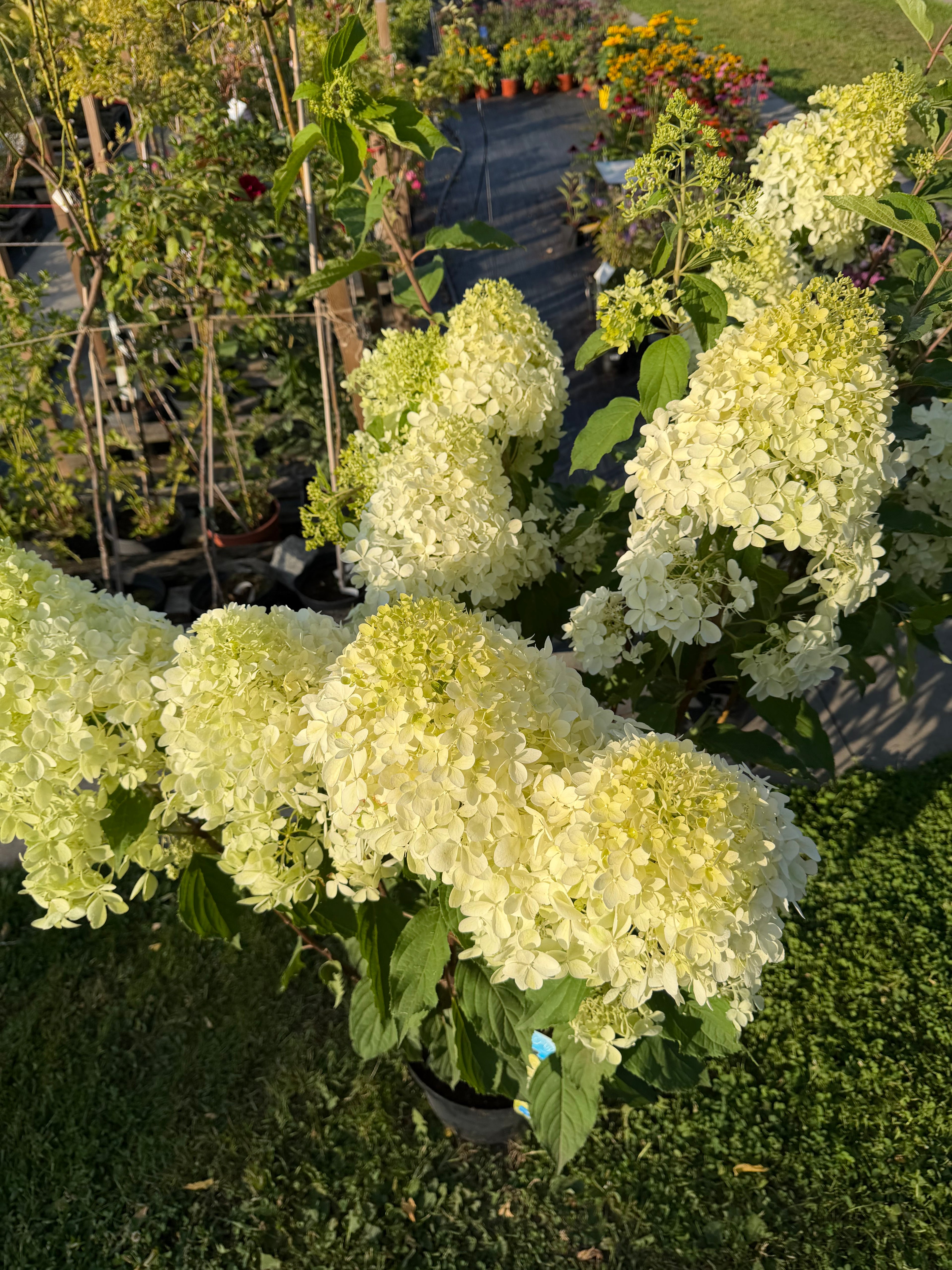 Hortensja bukietowa ‘Phantom’ XXL – LIMITOWANA C10 | ok. 165 cm