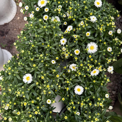 Aster jesienny (Marcinek)