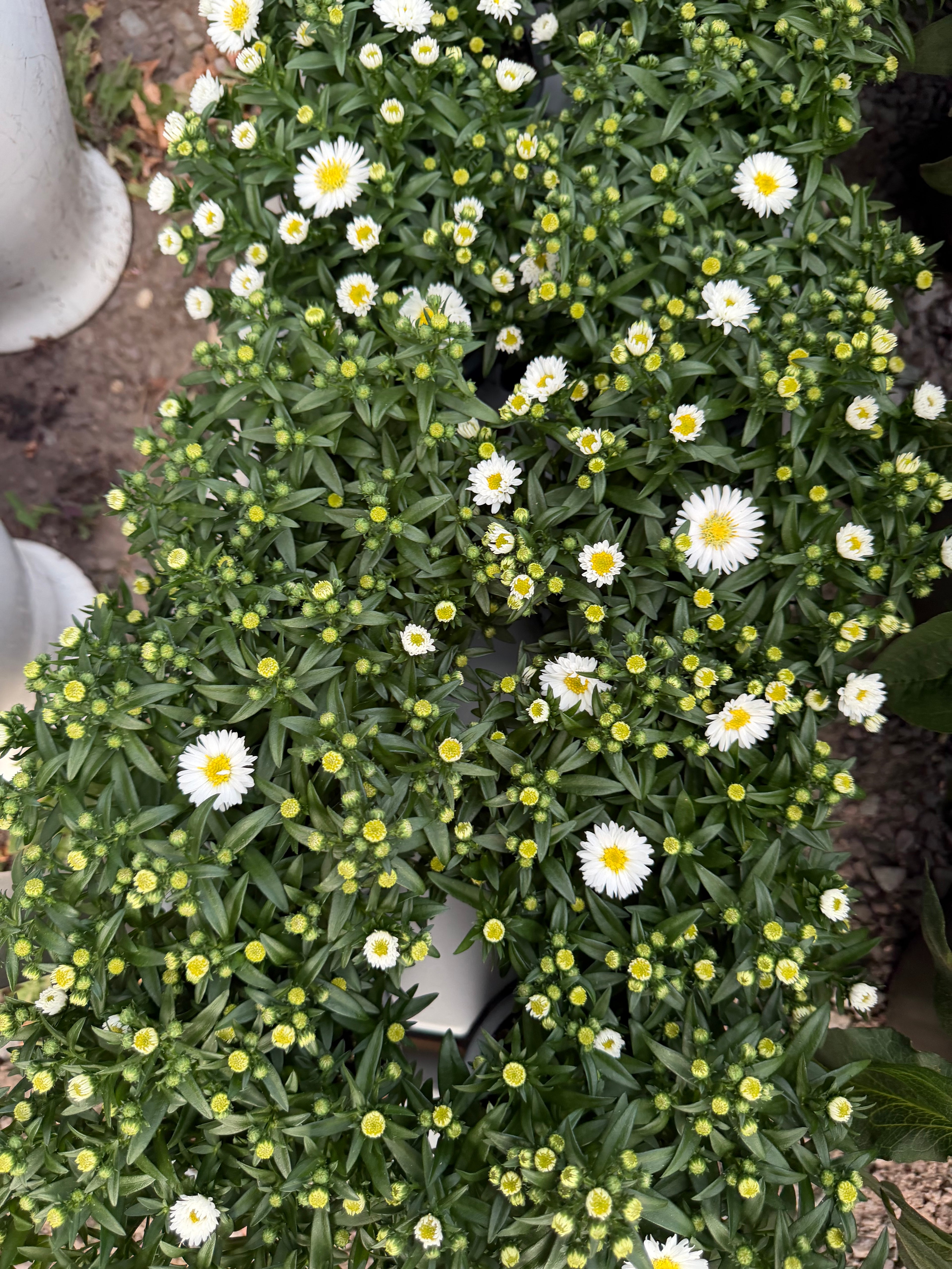 Aster jesienny (Marcinek)