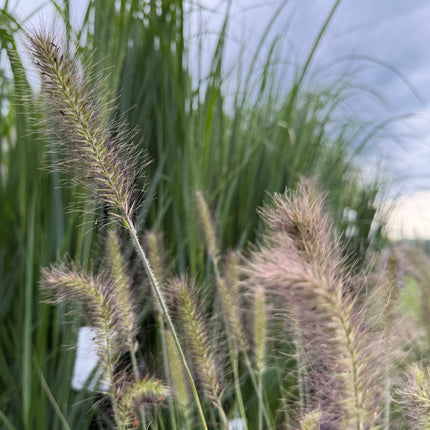 Rozplenica japońska ‘Hameln’ Pennisetum alopecuroides, trawa z puszystymi kłosami