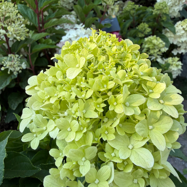 Hortensja bukietowa Little Spooky® (Hydrangea paniculata)
