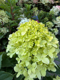 Hortensja bukietowa Little Spooky® (Hydrangea paniculata)