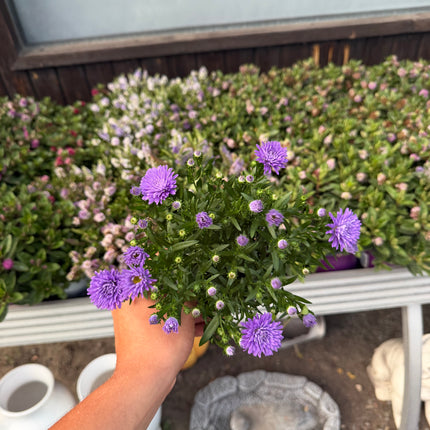 Aster jesienny (Marcinek)