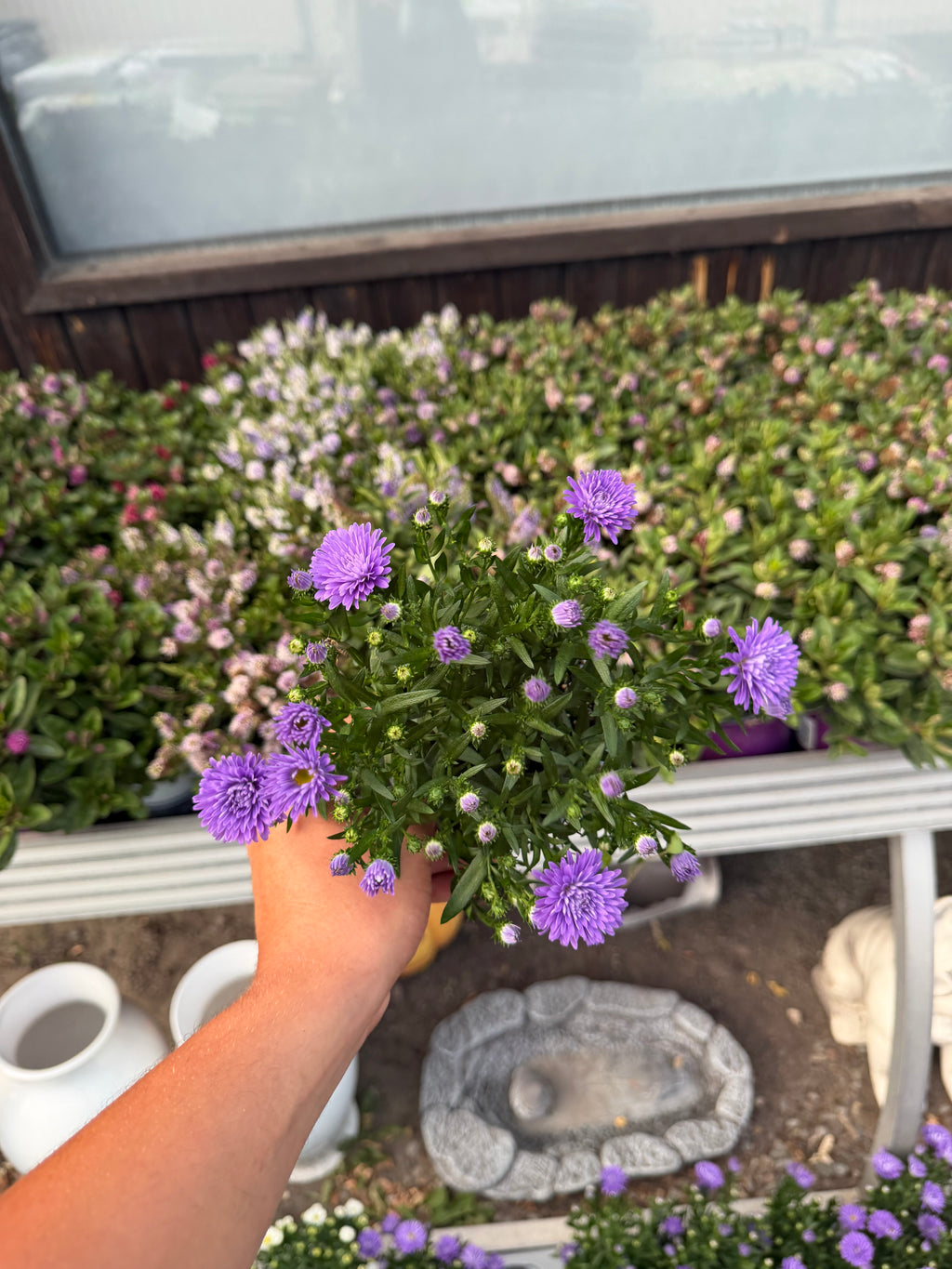 Aster jesienny (Marcinek)