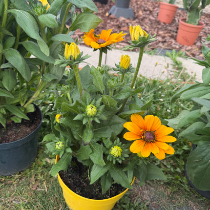 Rudbekia XXL | Rudbeckia wieloletnia bylina o wyjątkowo dużych kwiatach