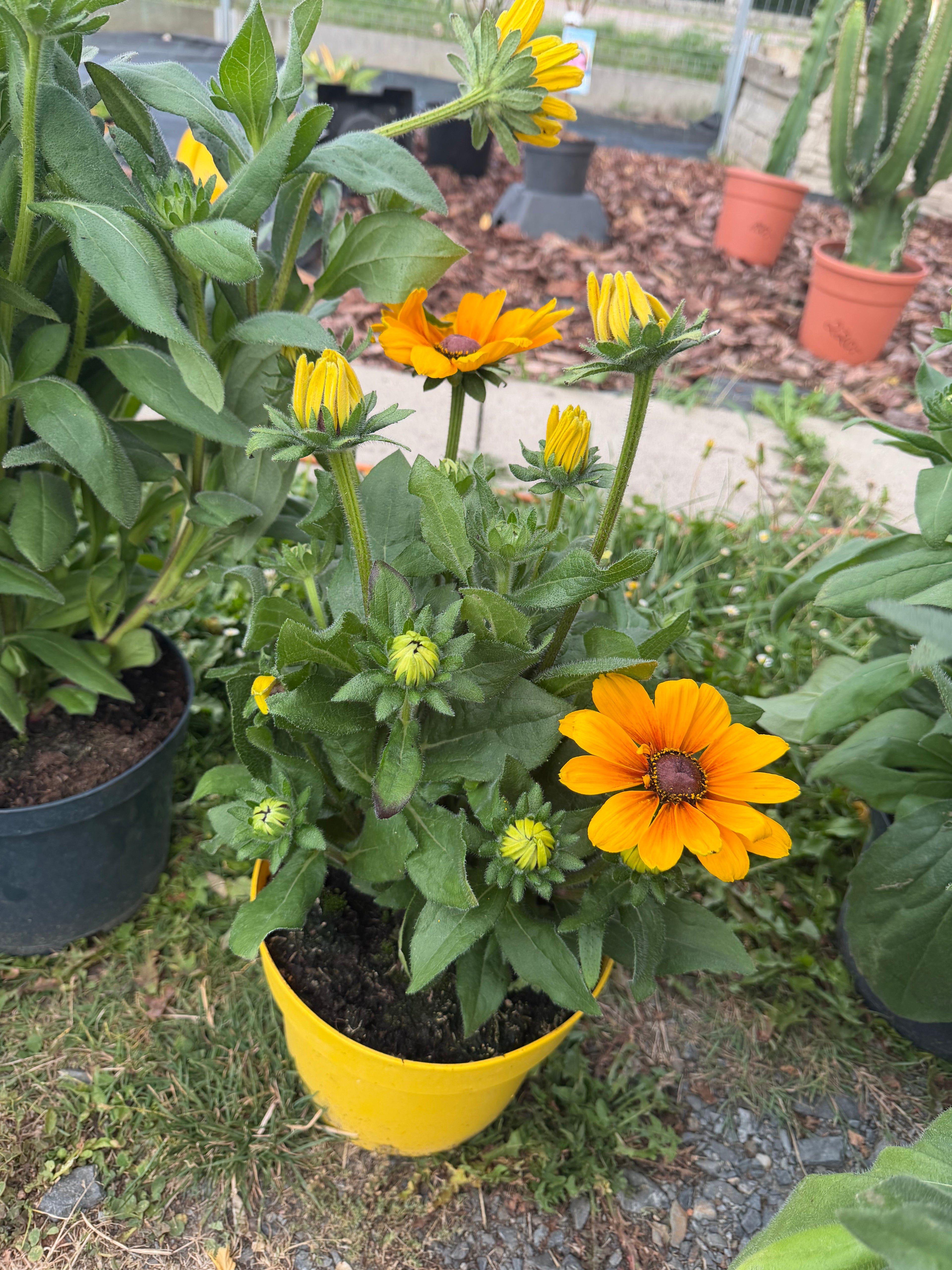 Rudbekia XXL | Rudbeckia wieloletnia bylina o wyjątkowo dużych kwiatach