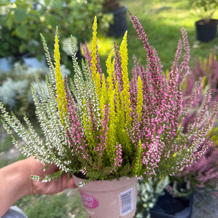 🌸 Wrzos 3-kolorowy