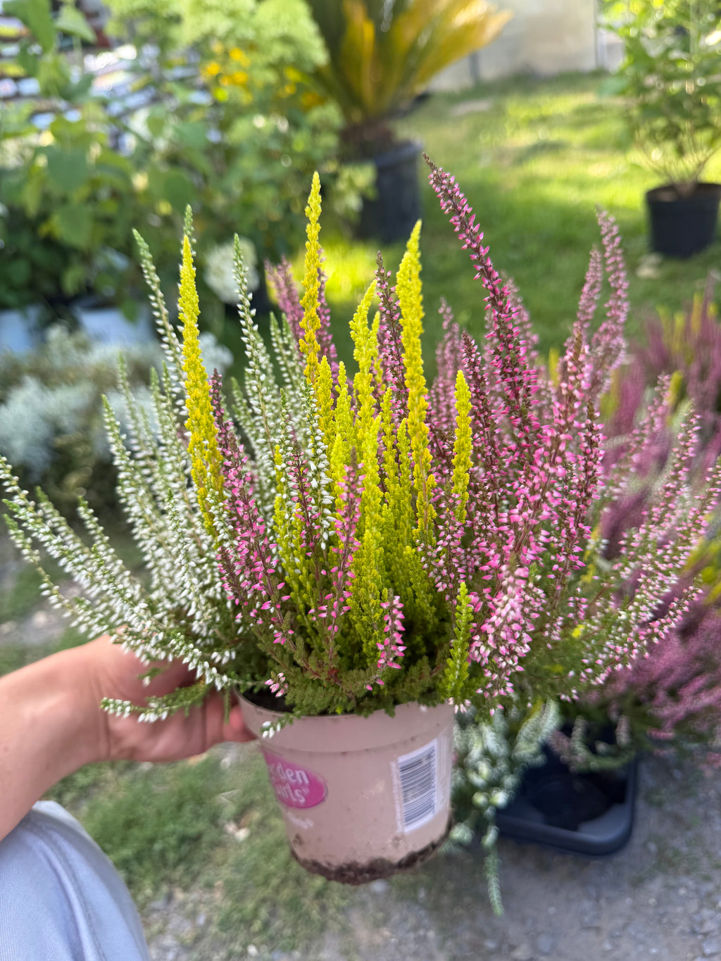 🌸 Wrzos 3-kolorowy