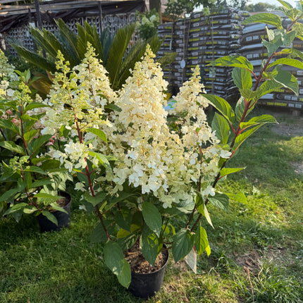 Hortensja bukietowa 'Candlelight' (Hydrangea paniculata)