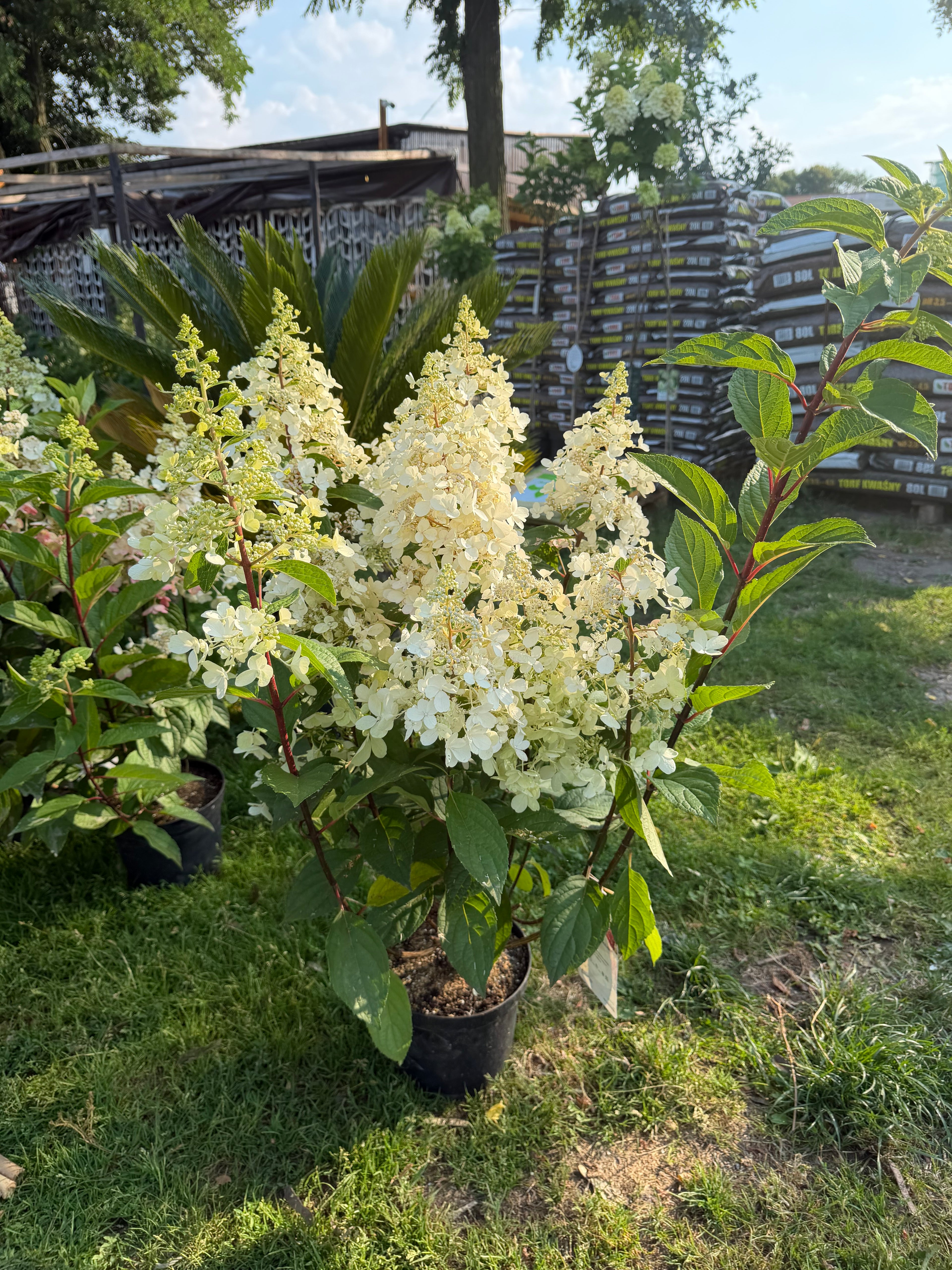Hortensja bukietowa 'Candlelight' (Hydrangea paniculata)