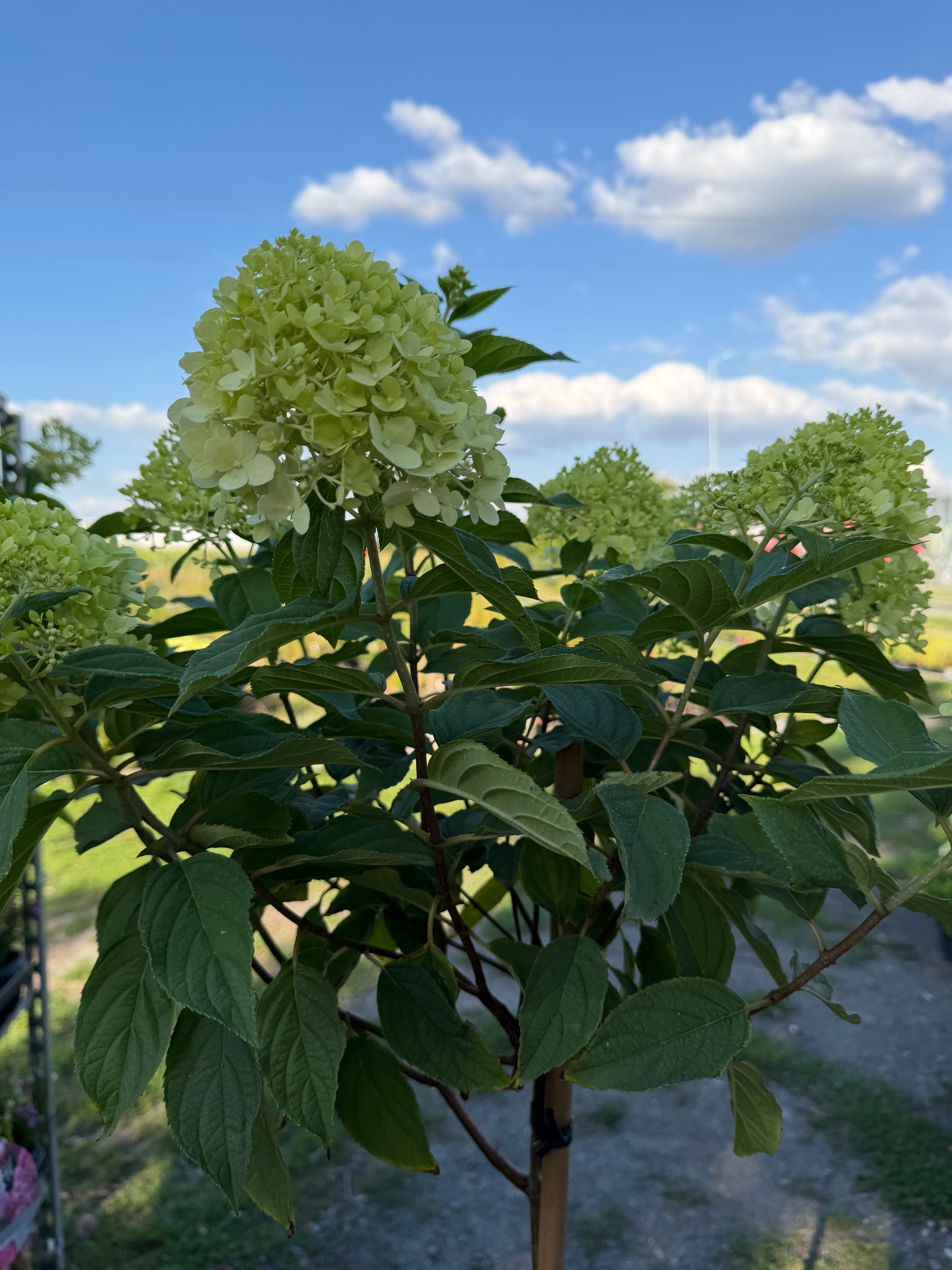 Hortensja bukietowa Limelight® na pniu 165 cm | Hydrangea paniculata