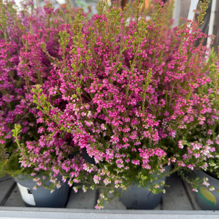 Wrzosiec Erica gracilis kolorowa jesienna dekoracja