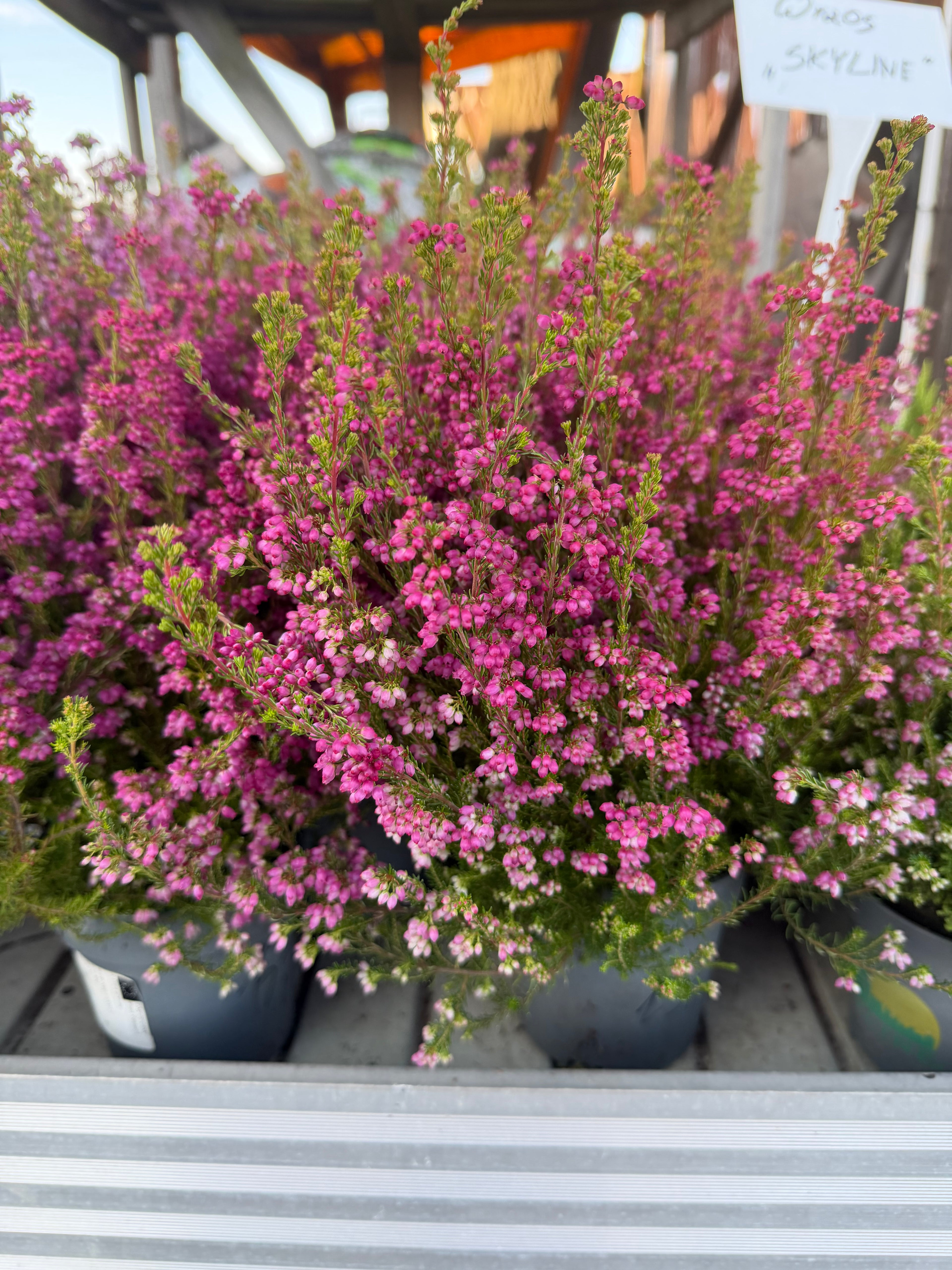 Wrzosiec Erica gracilis kolorowa jesienna dekoracja