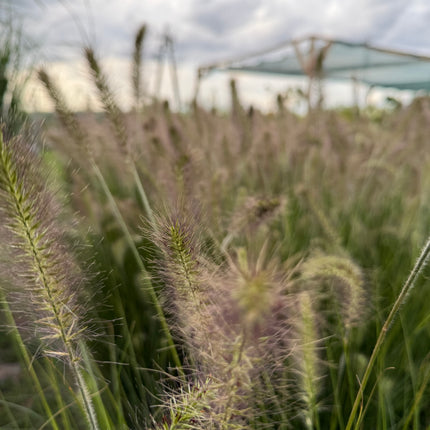 Rozplenica japońska ‘Hameln’ Pennisetum alopecuroides, trawa z puszystymi kłosami