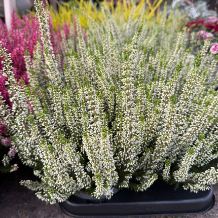 Wrzos biały (Calluna vulgaris)