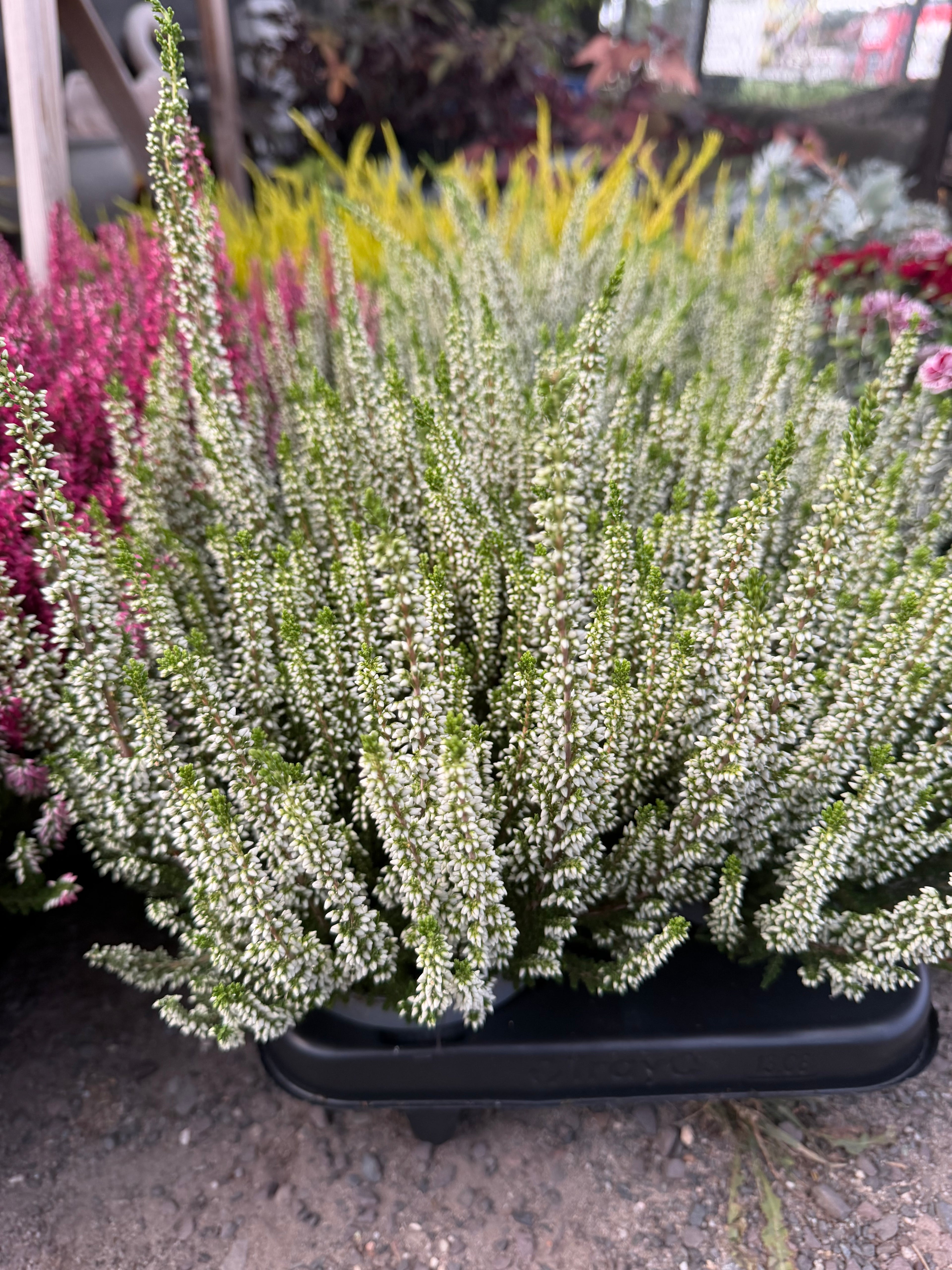 Wrzos biały (Calluna vulgaris)