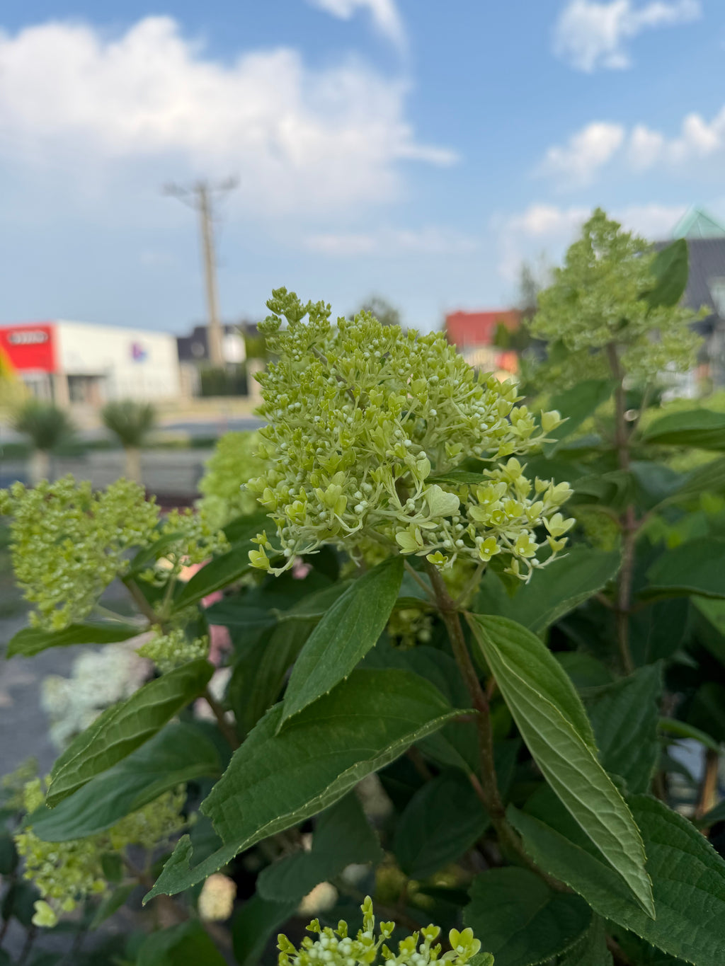 Hortensja bukietowa Magical Candle® na pniu 165 cm | Hydrangea paniculata