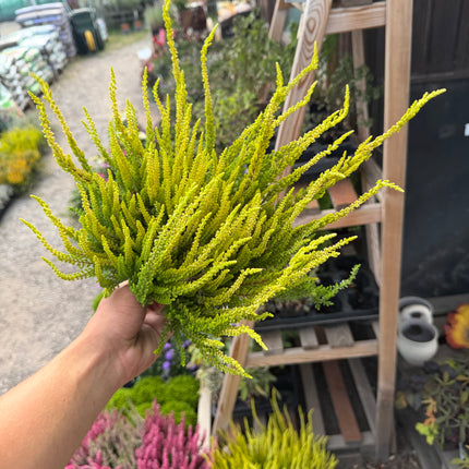 Wrzos złoty (Calluna vulgaris)