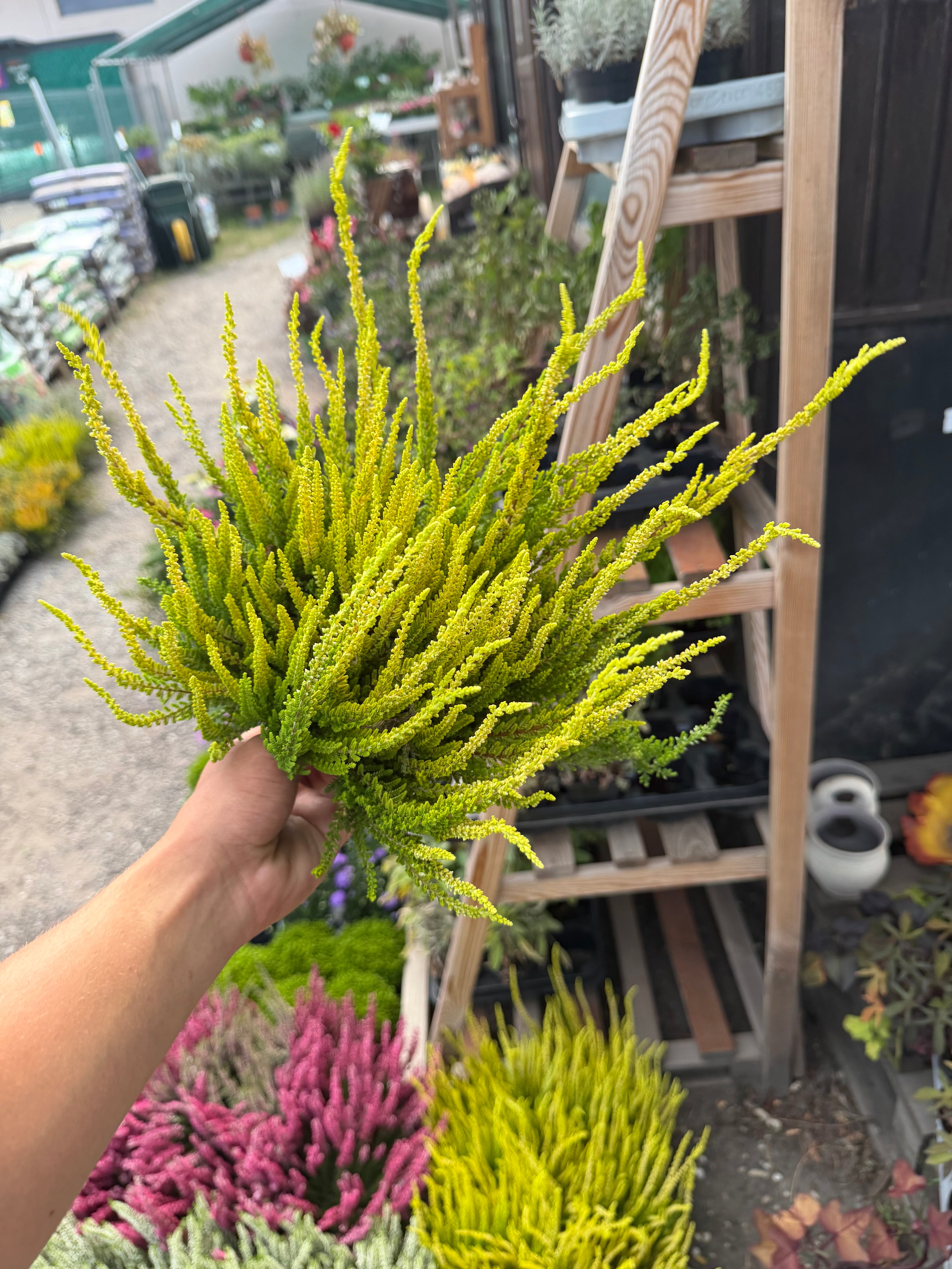 Wrzos złoty (Calluna vulgaris)