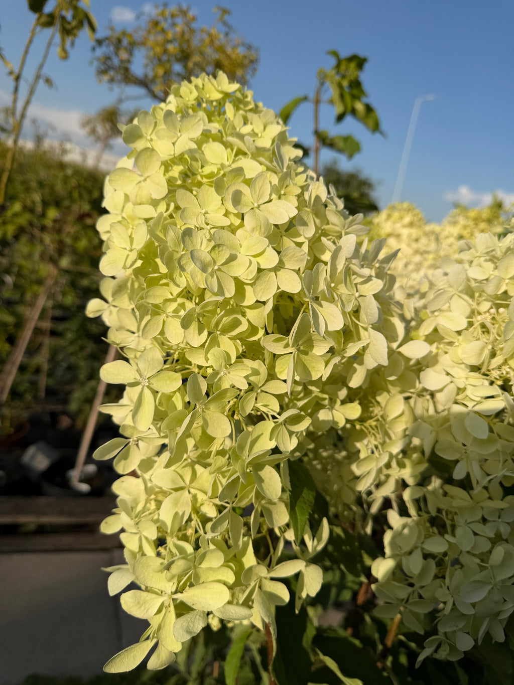 Hortensja bukietowa ‘Phantom’ XXL – LIMITOWANA C10 | ok. 165 cm