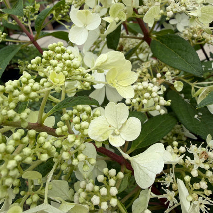 Hortensja bukietowa 'Candlelight' (Hydrangea paniculata)