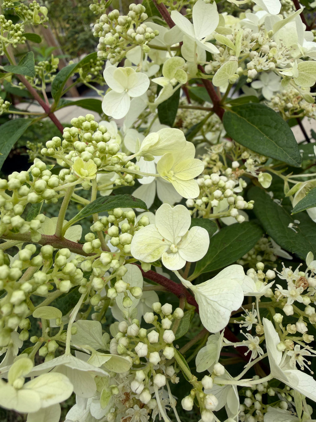 Hortensja bukietowa 'Candlelight' (Hydrangea paniculata)