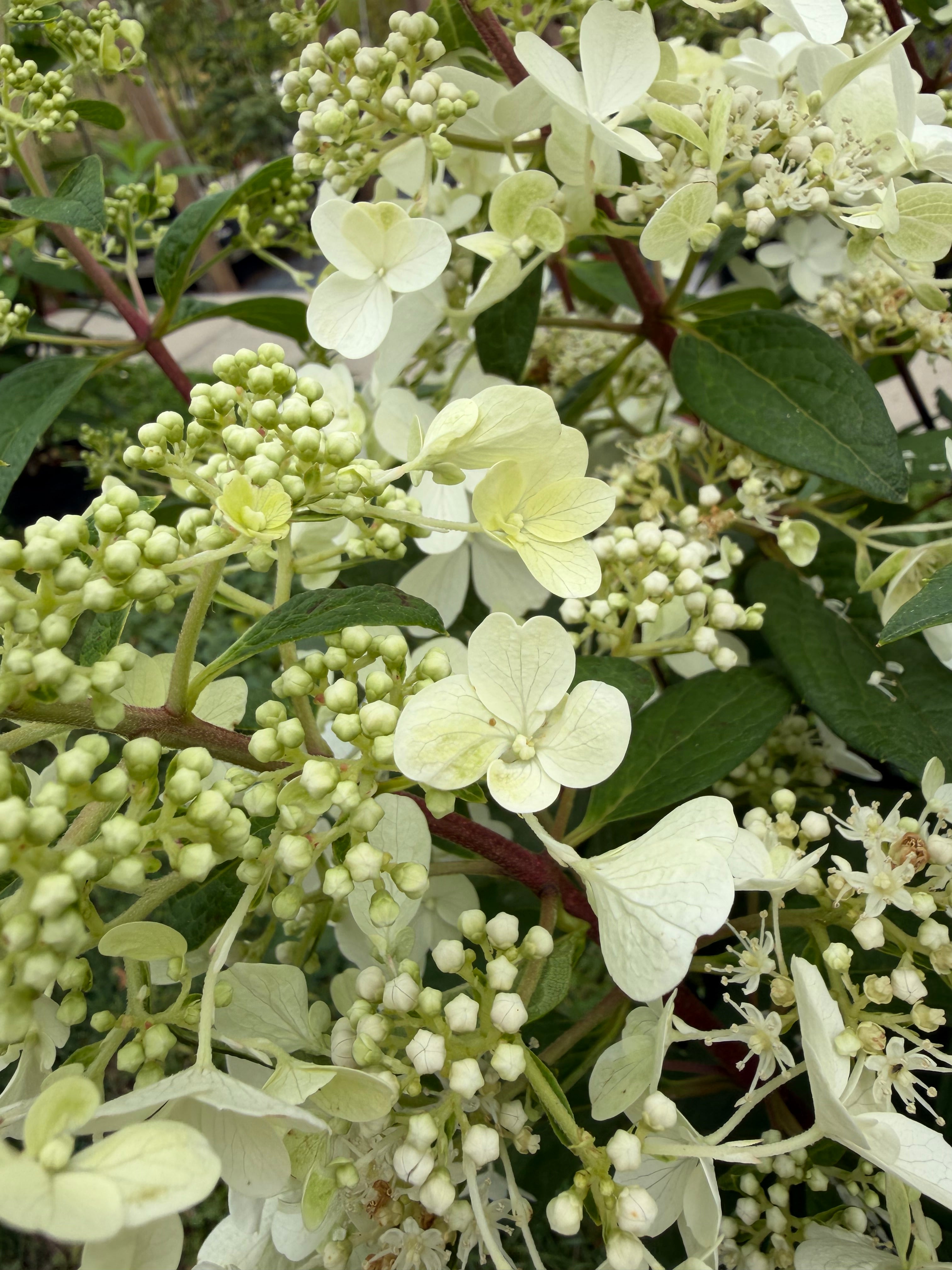 Hortensja bukietowa 'Candlelight' (Hydrangea paniculata)